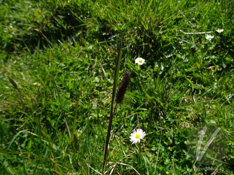 Rätisches Alpen-Lieschgras: Übersicht